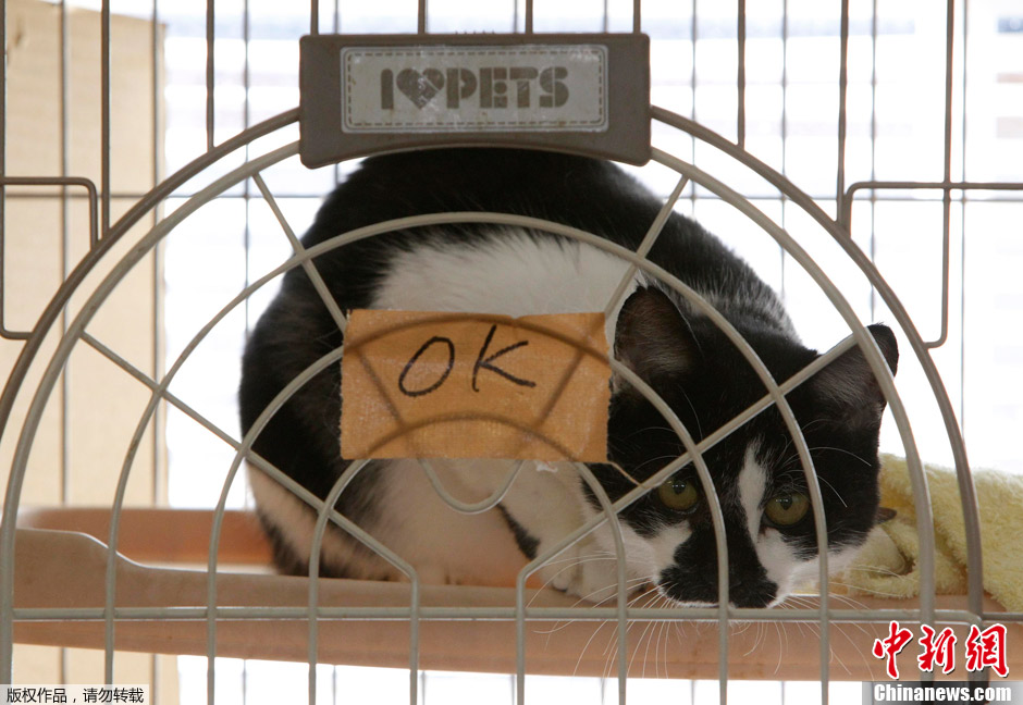 日本宠物保护组织进入核辐射区拯救动物
