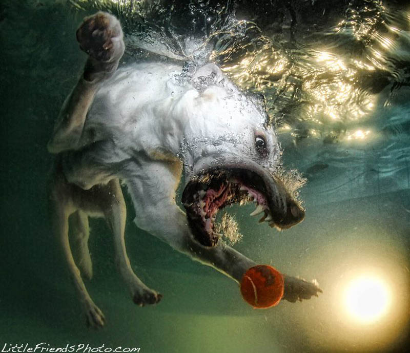 趣味摄影:跳入水中的狗狗们