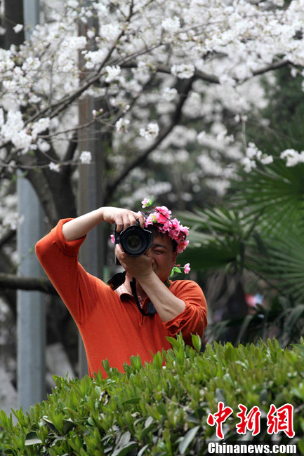 武汉大学樱花盛开 赏樱门票10元不变