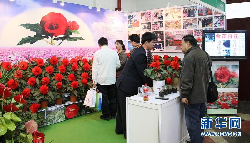 金正日花 亮相中国国际花卉园艺展览会 中新网