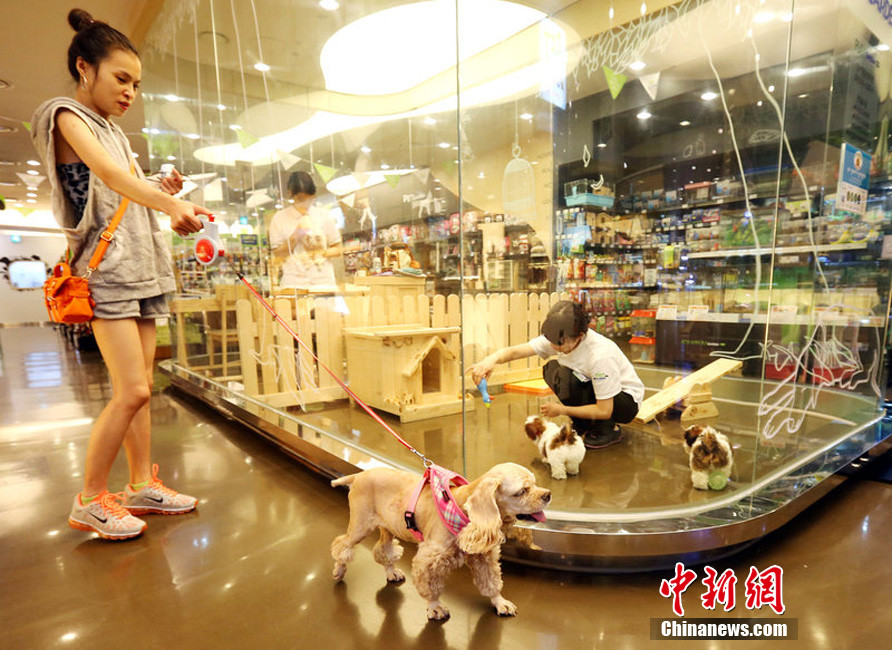 韩国超市设宠物托儿所 让顾客尽情购物零担忧