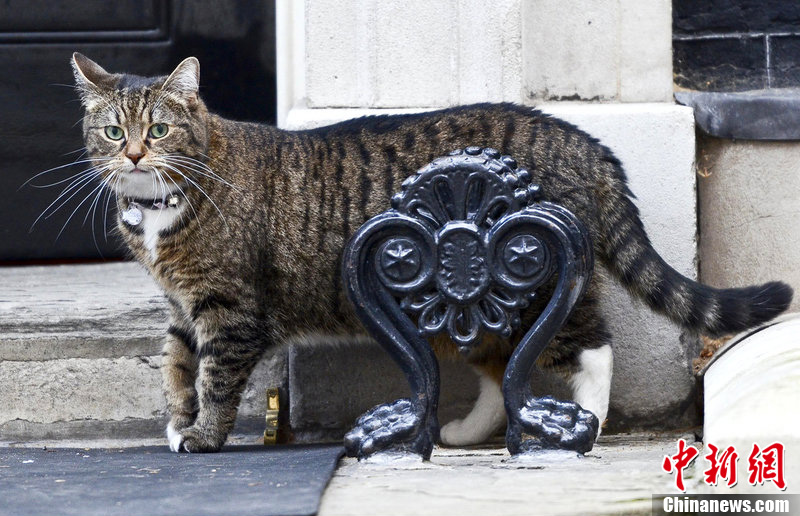 英国唐宁街养新猫 拉里英国第一猫位置受挑战