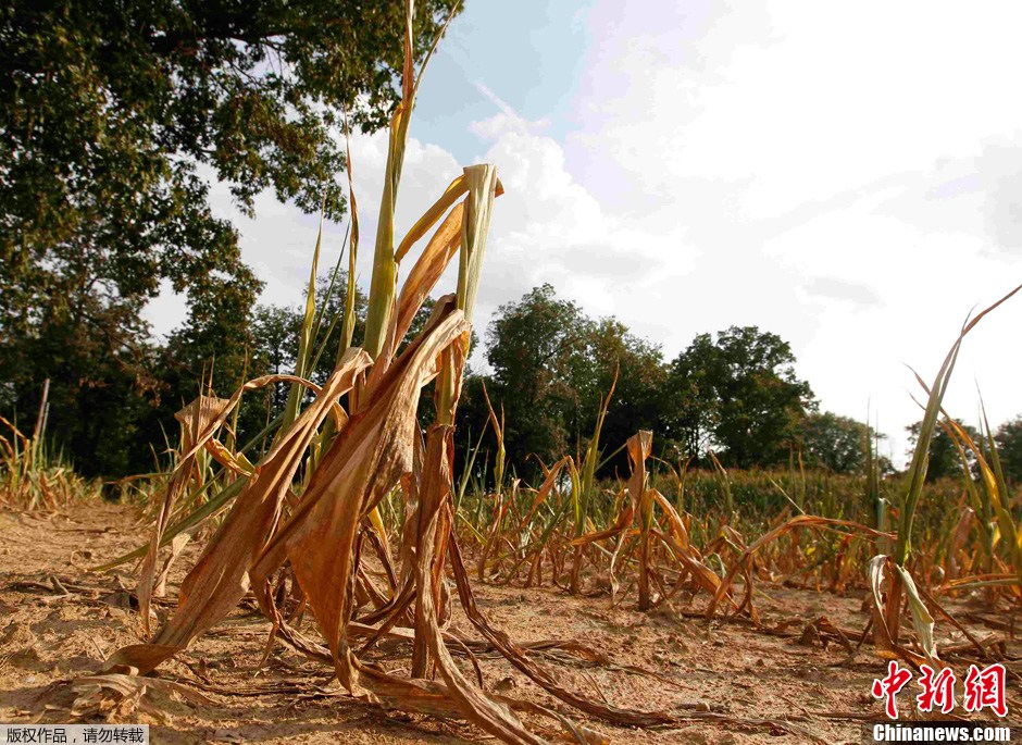 美国旱灾影响范围继续扩大 玉米大豆等农作物