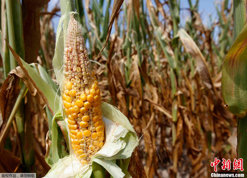 美国旱灾影响范围继续扩大 玉米大豆等农作物