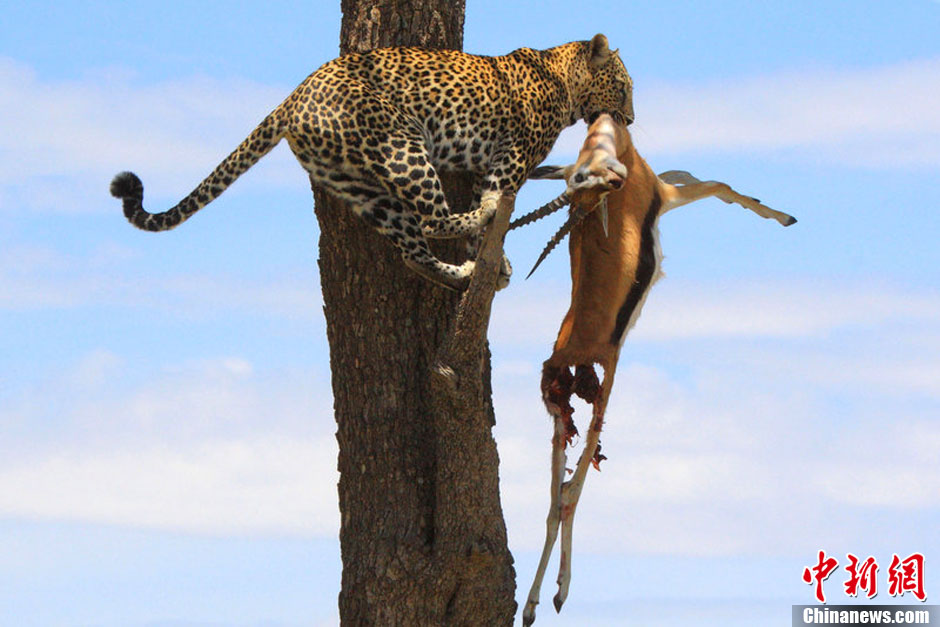 趣图:肯尼亚豹子树上享美食不忘看风景