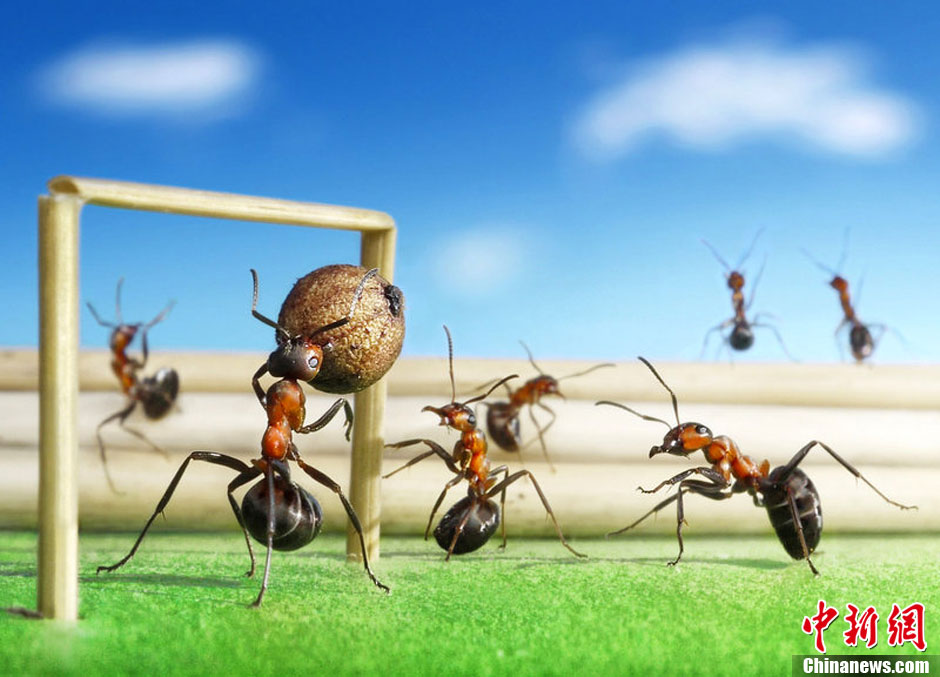 图说2012之微观世界--蚂蚁球赛