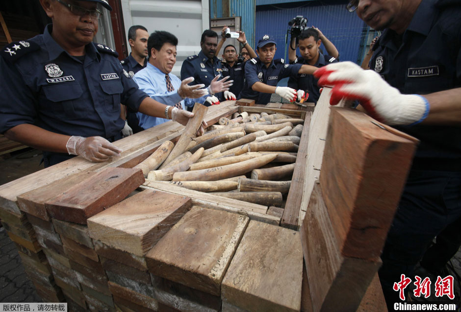 马来西亚海关查获24吨象牙 价值达600万欧元