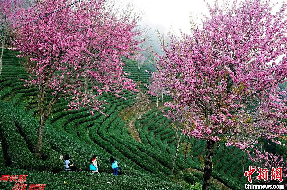 冬日云南樱花烂漫图片
