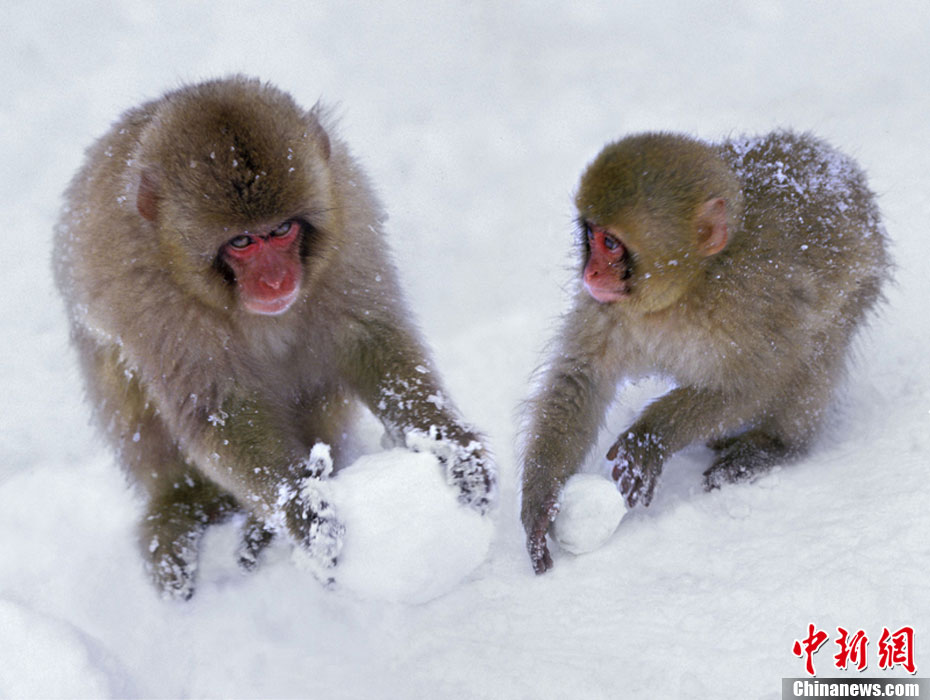 日本雪猴快乐过冬打雪仗泡温泉好不快活