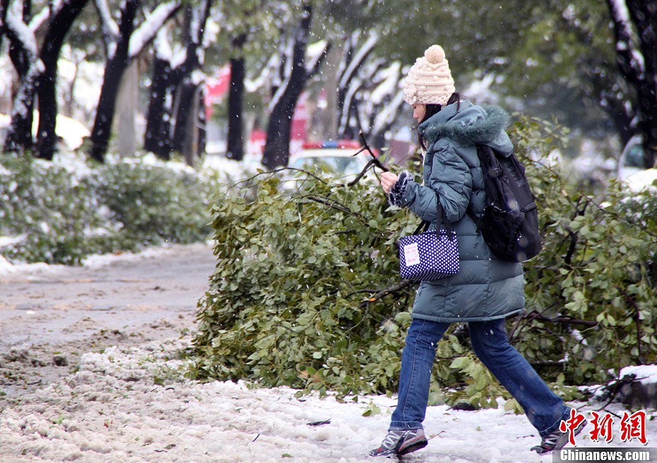 南京暴雪袭城树木倒伏严重