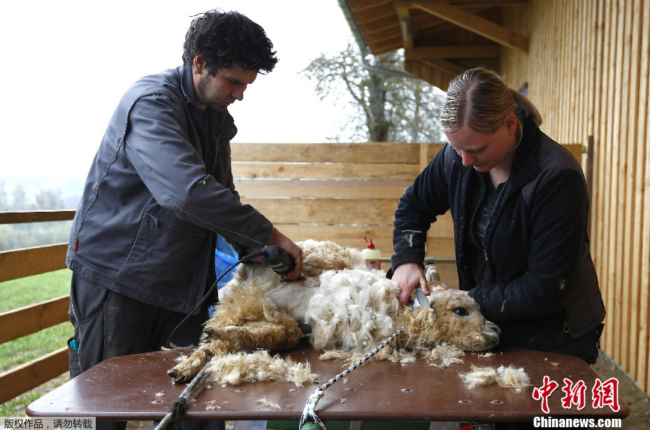实拍德国羊驼春季剪毛