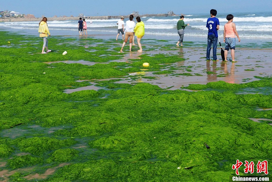 浒苔图片