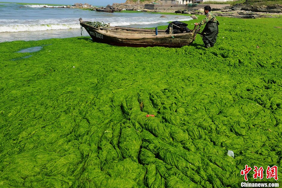 浒苔图片