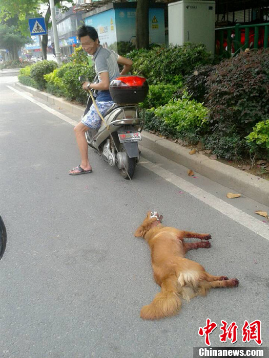 男子飞车拖狗图片