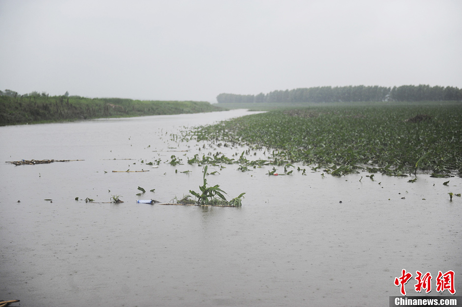 长春暴雨部分乡镇农田被淹