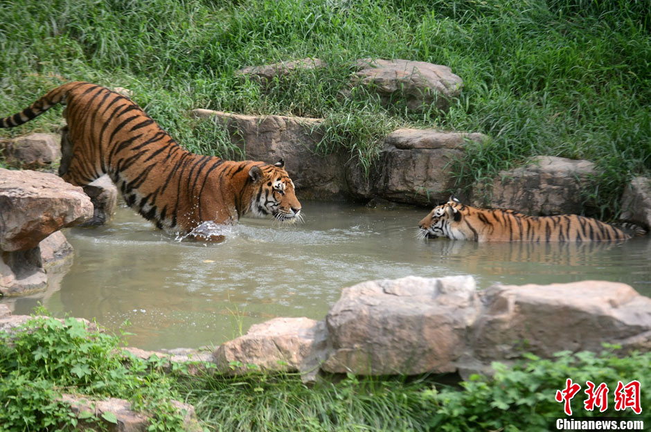 扬州持续高温 动物园内老虎戏水避暑