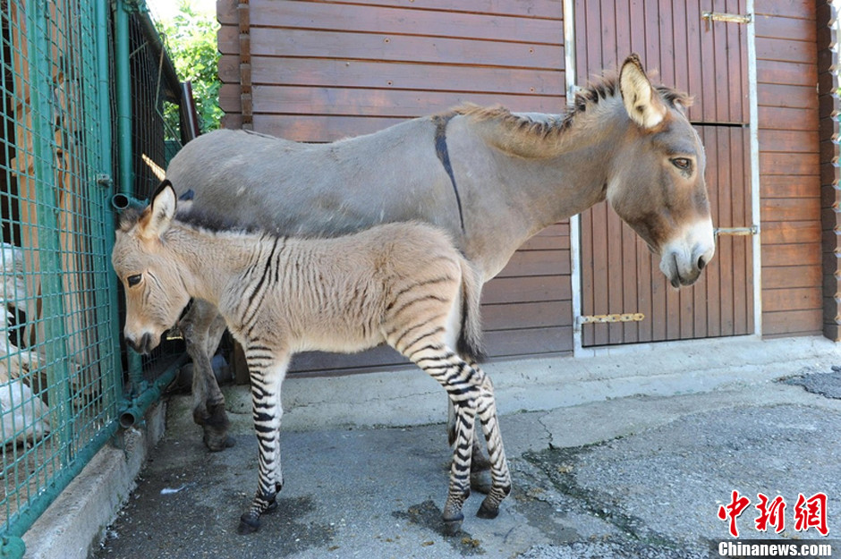 斑马与驴产下斑驴图片