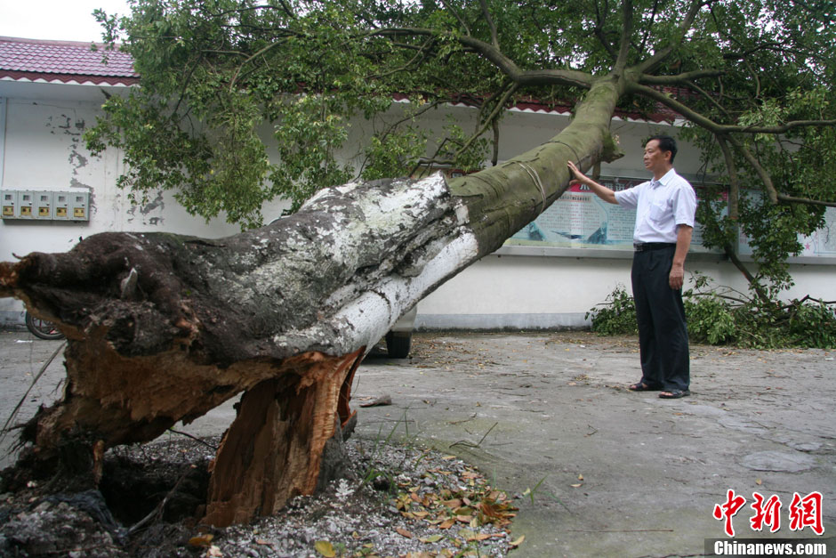 强台风“尤特”吹倒大树