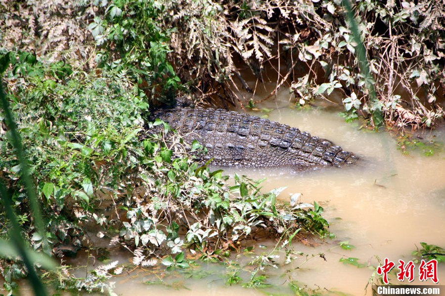 汕头一养殖场围墙被雨水冲毁  数十条鳄鱼出逃