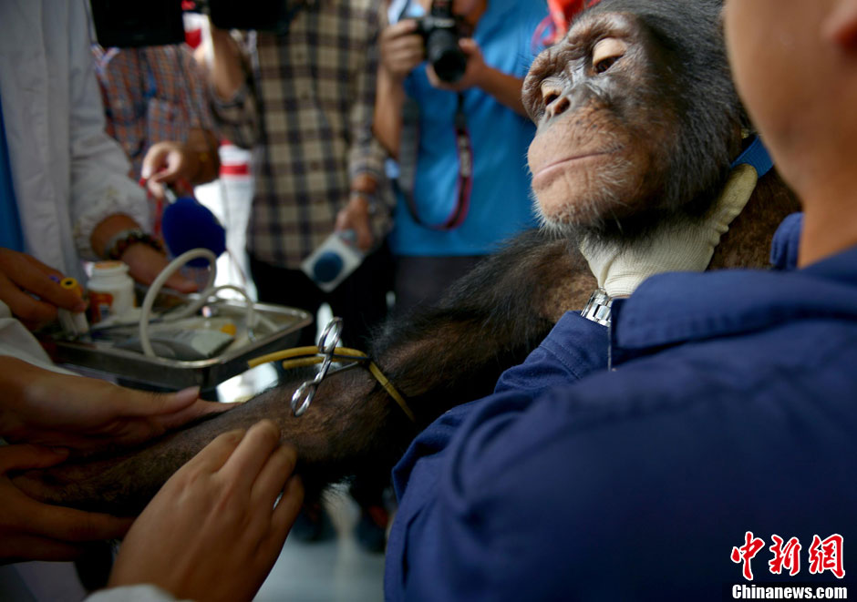 无锡动物园秋季体检--黑猩猩验血不哭不闹