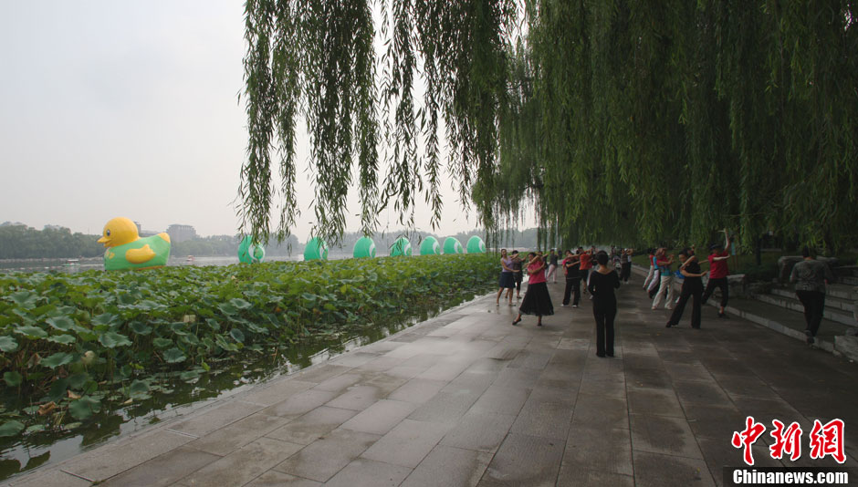 玉渊潭 大黄鸭图片