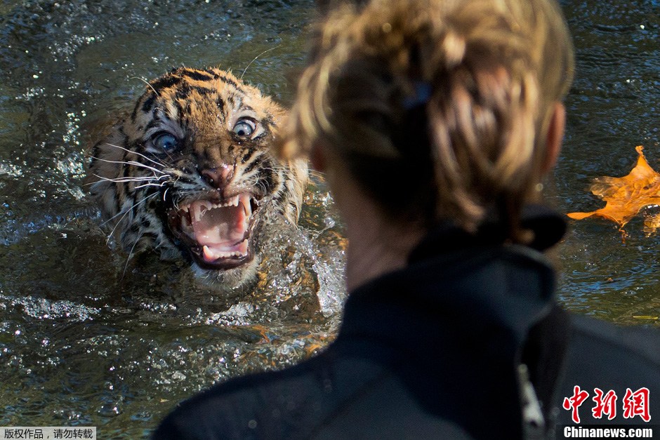 美国小老虎参加游泳考试 瞪大双眼显紧张