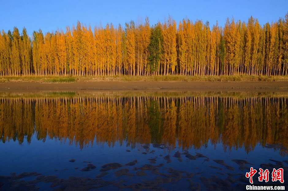 新疆巴州金色开都河景色迷人