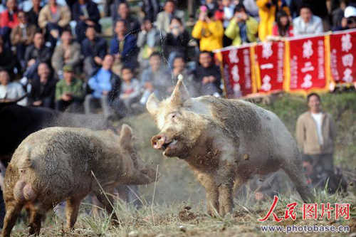 图:贵州苗族举行斗牛斗猪赛欢度苗年