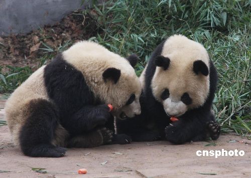 图:四川雅安大熊猫基地喜迎新年(2)