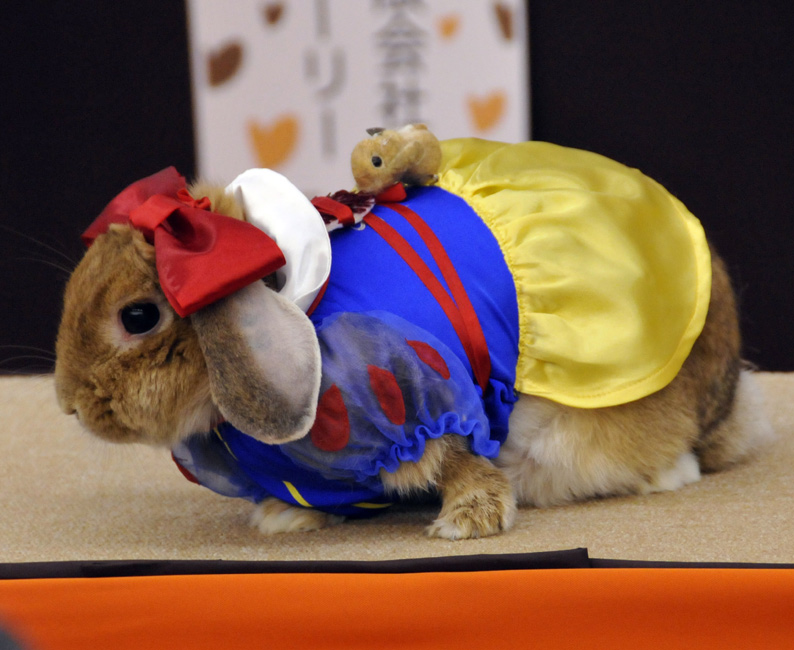中新网高清图-日本兔子时装大赛 可爱小兔扮靓