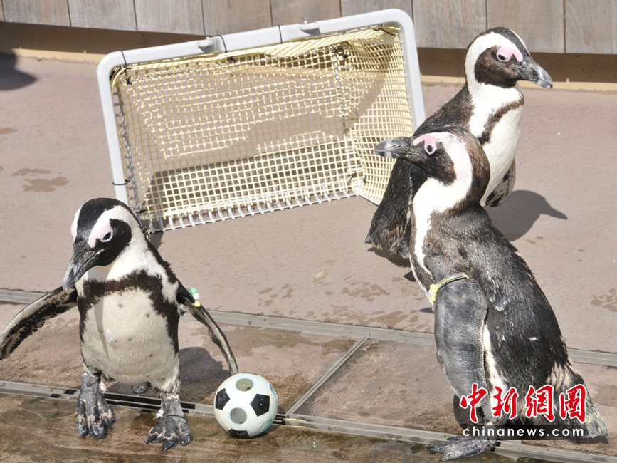 中新网高清图-企鹅水族馆里踢足球迎接世界