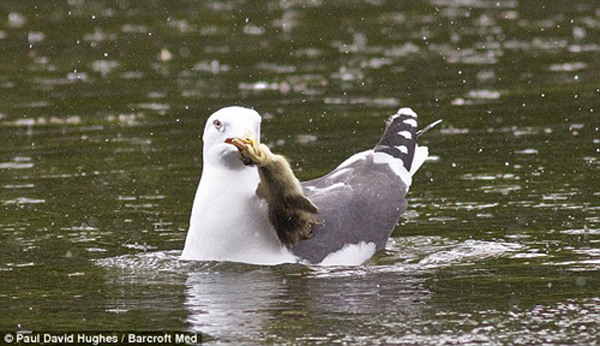 图片频道-饥饿海鸥掠走两只小鸭子