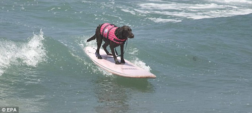 图片频道-美加州宠物狗上演夏日冲浪比赛