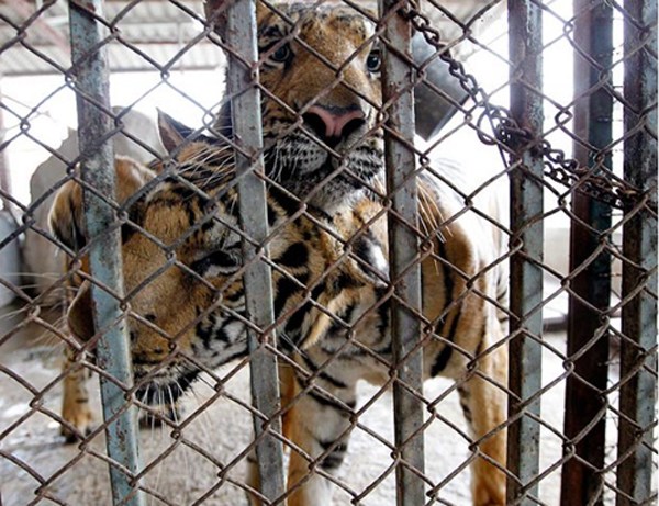 图片频道-泰国动物园给老虎灌药供游客戏弄被