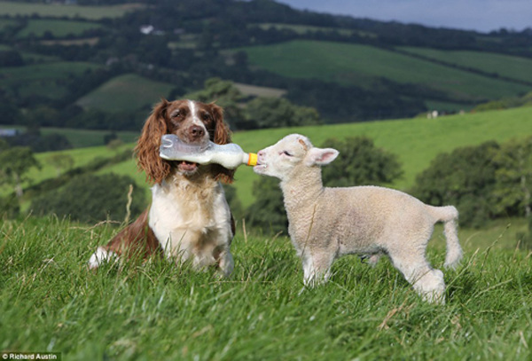 图片频道-热心牧羊犬当保姆 叼奶瓶给小羊羔
