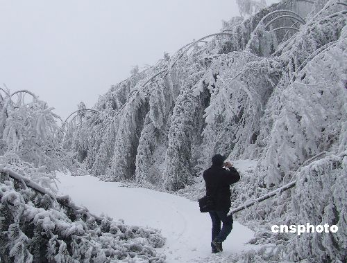 图:湖南涟源龙山国家森林公园遭受50年一遇雪