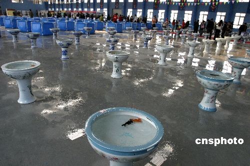 图:5000观赏鱼北京通州选美