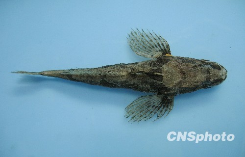 黄河三角洲发现国家二级保护动物松江鲈--中新