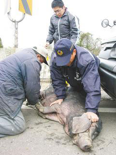 逾300斤母猪逛大街 疑似发情寻公猪被制伏