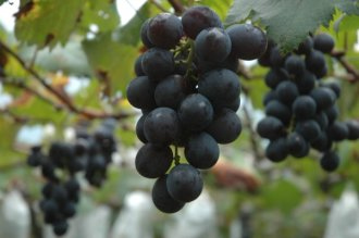 秋天葡萄成熟时 到南投品尝黑紫玉滋味(图)