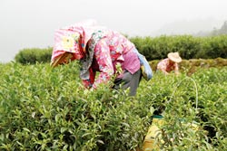 大陆已成为台湾茶叶出口第一大市场