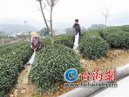 永福台湾农民创业园:茶树“吃”黄豆口福不浅