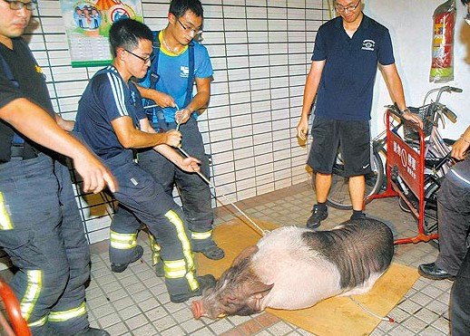 台湾200公斤猪逛大街 被五花大绑抬走(图)