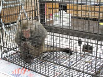台湾咬人猕猴查出疱疹病毒人感染死亡率达7成