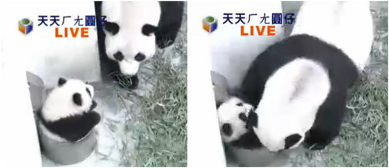 台北大熊猫宝宝“圆仔”是“野丫头”爱爬树