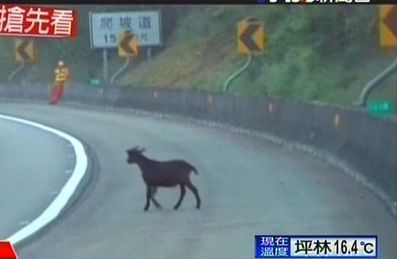 小羊闯进高速公路警察封路“抓羊”（图）
