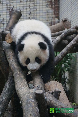 熊猫圆仔练攀爬功“放手”让自己滚落地（图）