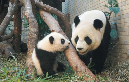 大陆赠台熊猫幼崽爱模仿模样可爱（图）