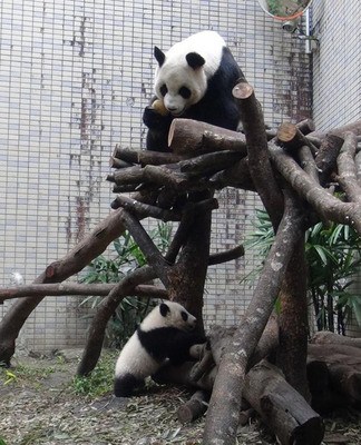 台北大熊猫宝宝体重破11公斤一秒变“睡美熊”