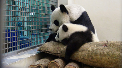 赠台大熊猫“圆圆”和女儿“圆仔”迎新床（图）